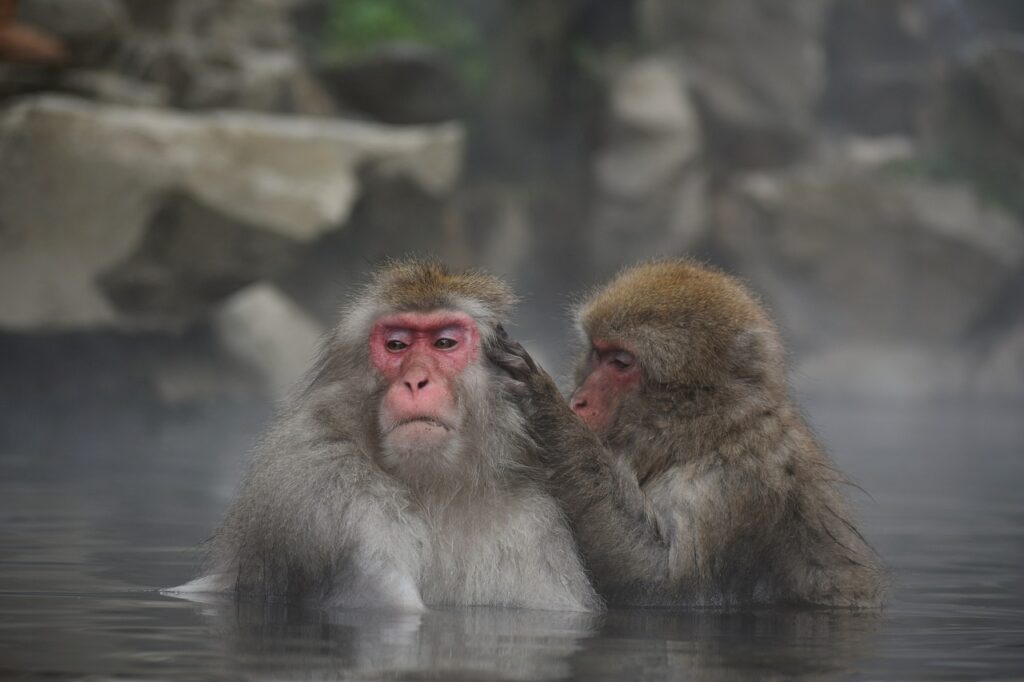 お風呂に入る猿