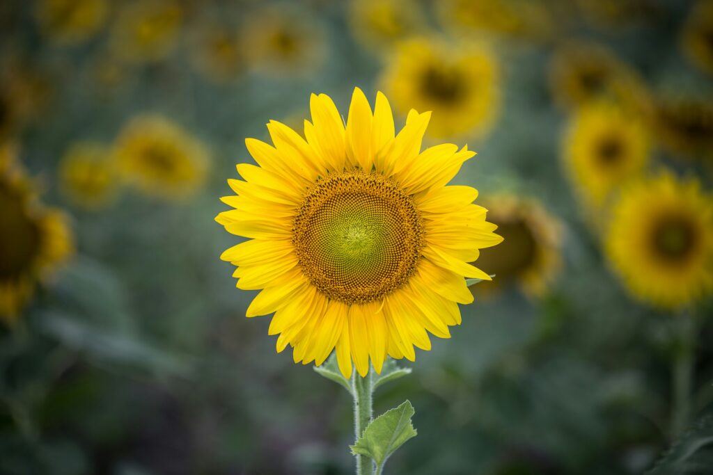 生花のひまわり